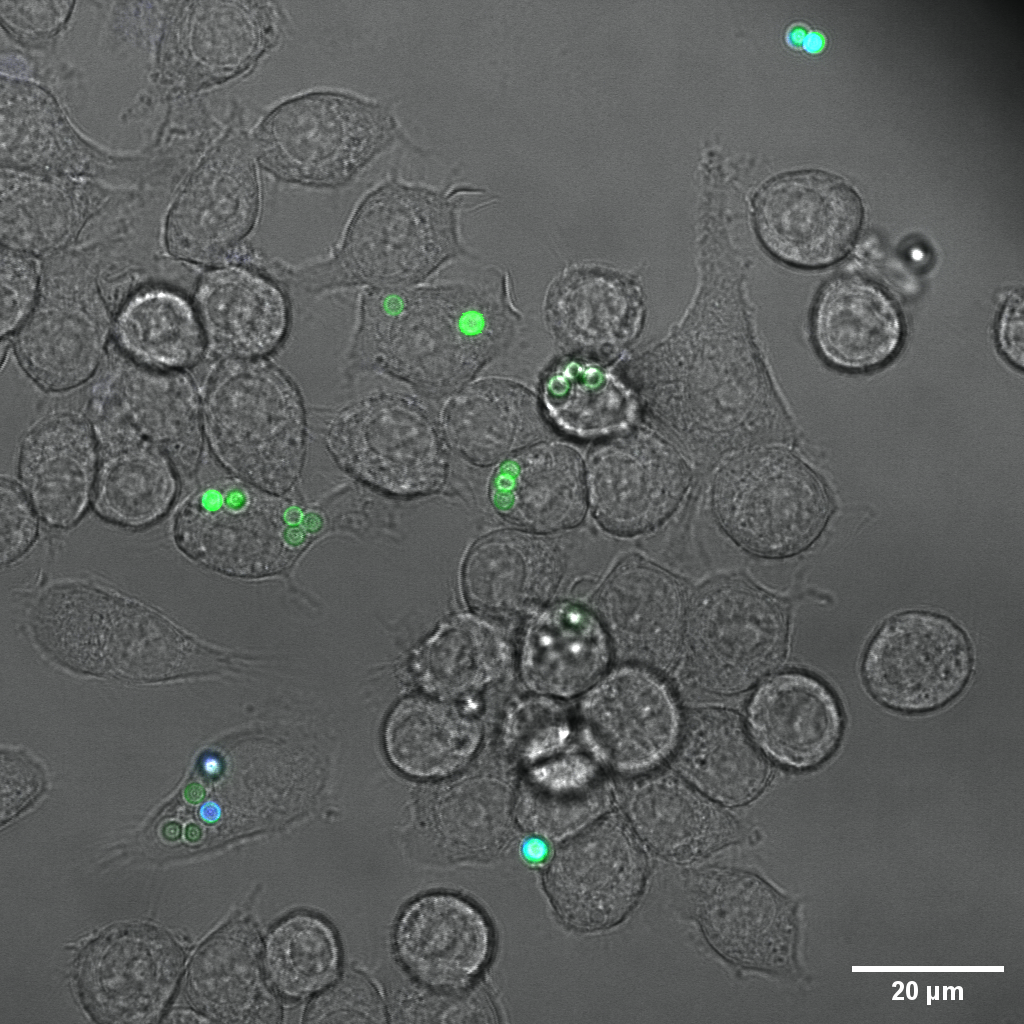 Aspergillus fumigatus Sporen und Makrophagen Phagocytosis Assay