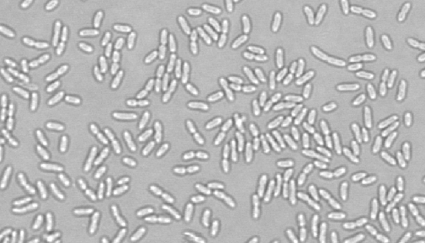 Mikroskopische Aufnahme des Bakteriums Stenotrophomonas maltophilia. Foto: Mammat/FZB