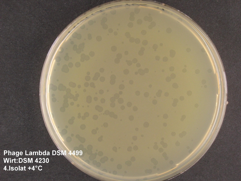 Ausstrichplatte von E. coli (DSM 4230) und Phage Lambda (DSM 4499). Foto: DSMZ DSMZ
